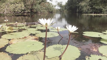 Ze zijn er wel, maat je ziet ze niet.