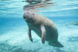 Manatee biotoop