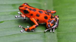 Red Frog