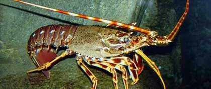 Langouste