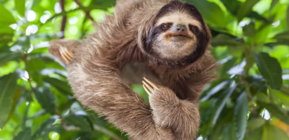 Luiaard op weg naar het toilet