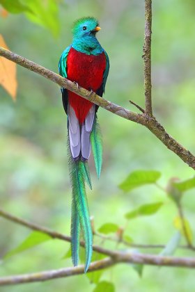 Quetzal