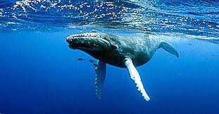 Bultrug walvis bij Las Perlas