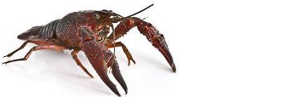 Rivierkreeft