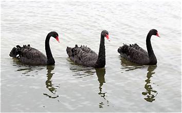 Zwarte zwanen