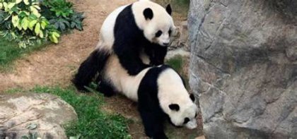 Panda sex
